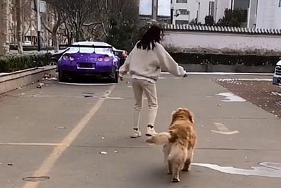 女主出门遛狗,模仿金毛走路,金毛看到后愣住……