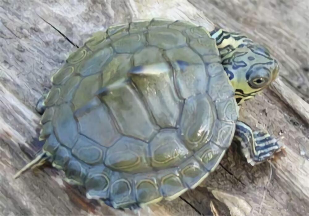 蒙面地图龟身份信息