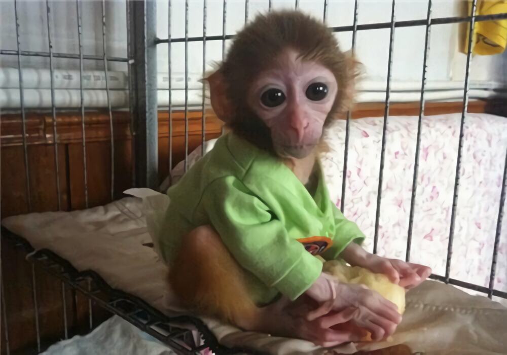 日本袖珍石猴身份信息