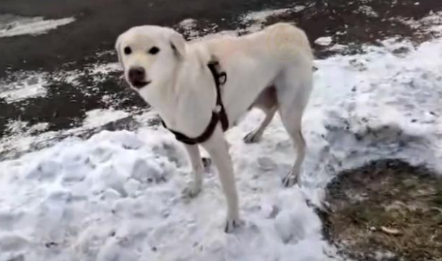 刚生完小狗的拉布拉多犬,被丢在冰天雪地,它的哀嚎声让人心疼
