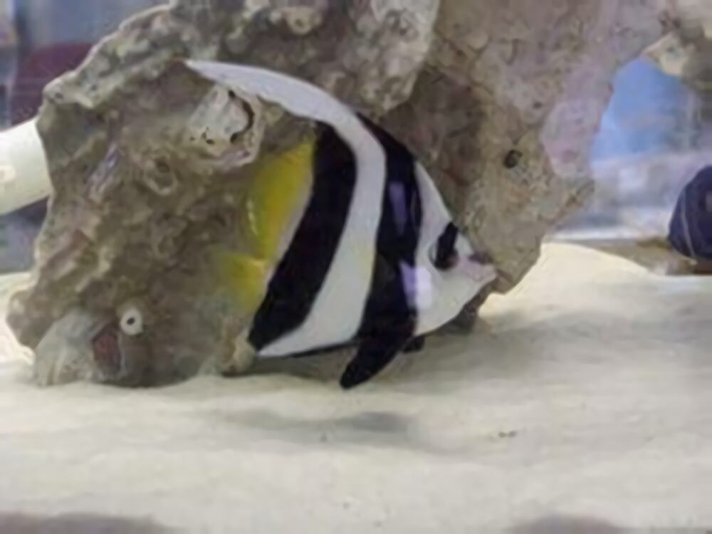 羽毛关刀身份信息