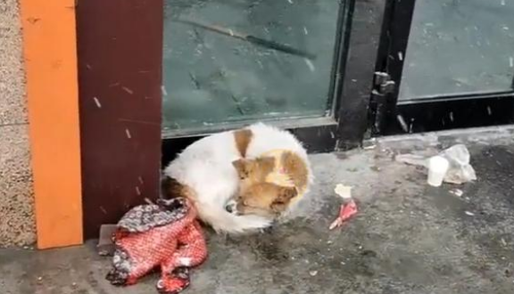 被主人抛弃在寒冬中的狗狗,在雪中瑟瑟发抖,日复一日等主人回家