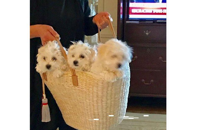 好莱坞传奇人物利用已死亡的棉花面纱犬细胞复制出克隆犬