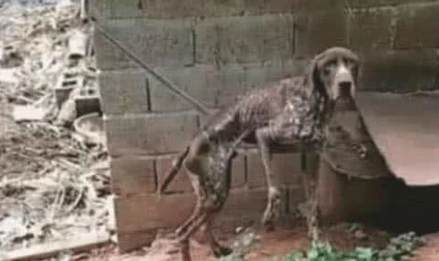 狗狗被人虐待，饿到只剩皮包骨还被拴着，过路人见样心痛到流泪