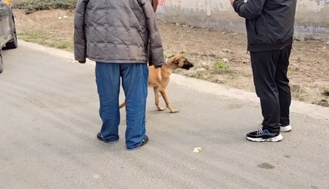 瘦马犬可怜巴巴地看着大叔,可最后还是350块被卖给了狗贩子