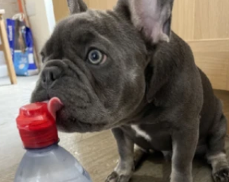 国外一法斗犬只喝瓶装水,爬楼梯要等主人抱