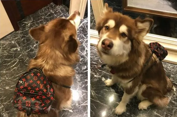 同宠不同命!陈伟霆家狗衣服穿到起球,宋茜家的宠物猪衣服要3090