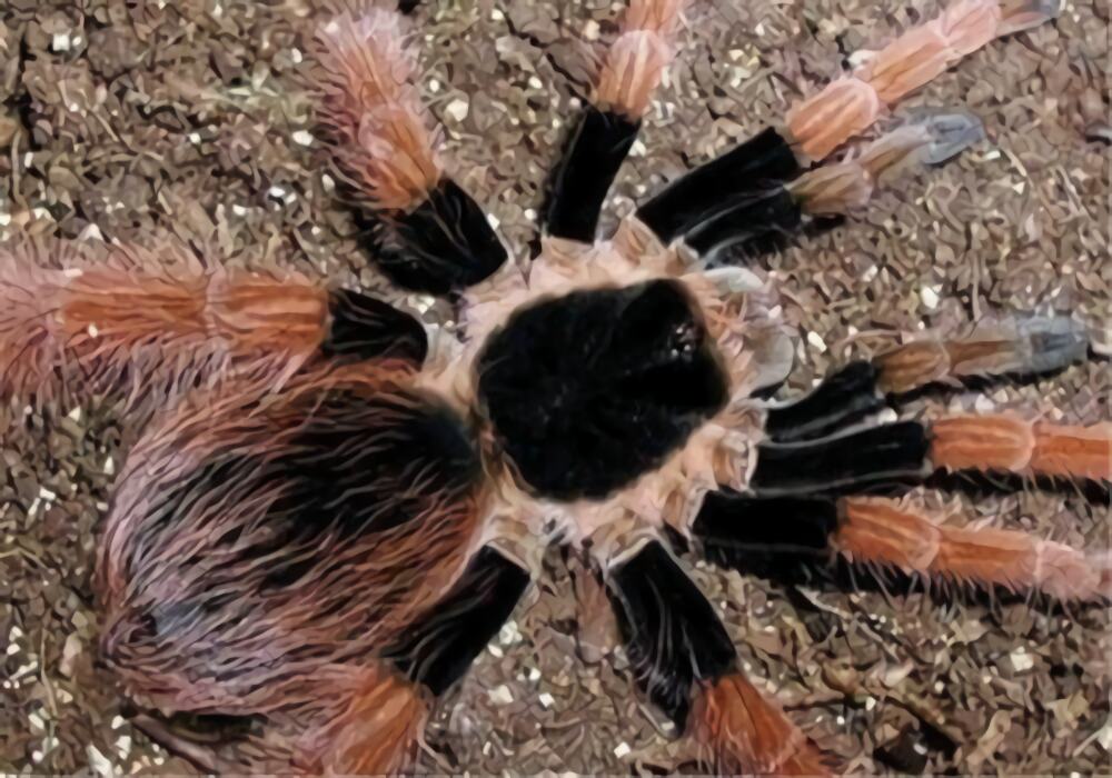 哥伦比亚红脚身份信息