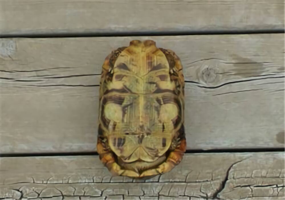 洛帕蒂折背陆龟身份信息