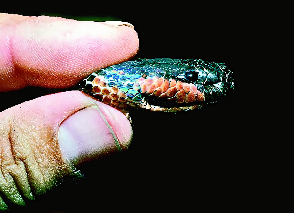 变色蛇身份信息