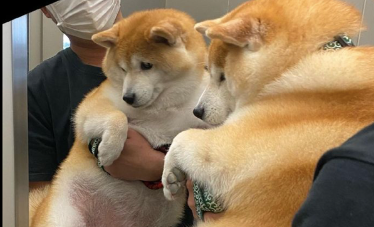 主人家怀着柴犬照镜子,它自身要不来了:只需我不看,我就不胖!