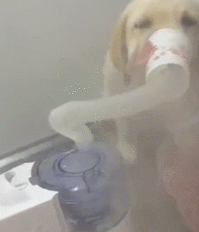 狗狗干咳做雾化医治，老老实实呼吸，网民盛赞太乖