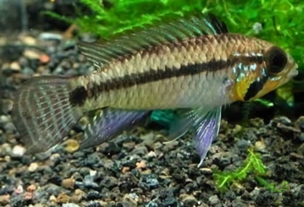 小丑短鲷身份信息