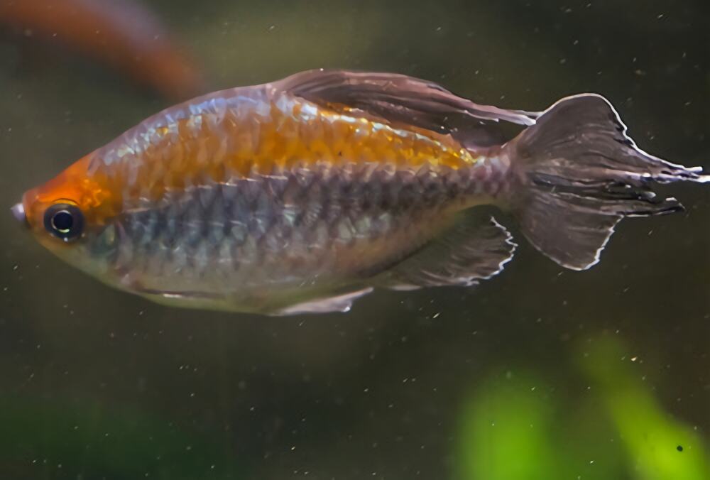 刚果扯旗鱼身份信息