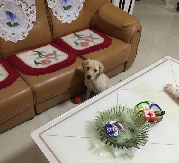 养狗跟养孩子一样，跟老一辈教育观念真的差别很大！