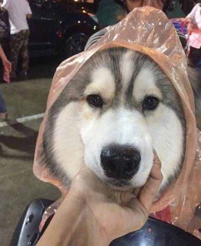 主人宁愿自己淋雨,也要给狗狗穿雨衣,真相让铲屎官们感同身受