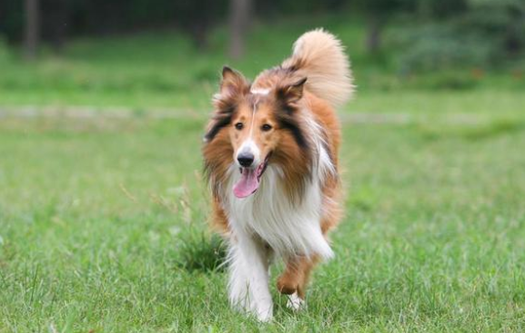 遛狗偶遇苏格兰牧羊犬,意外发现狗狗悲惨身世