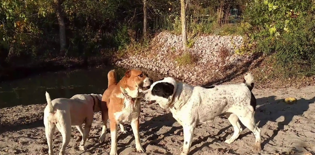 拥有狮子般心脏的猛犬,至今已有千年历史,血统神秘,已无从查找