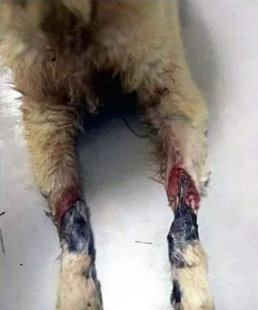 被抓进屠宰场的狗狗们,为何都不敢逃跑?背后的原因令人痛心