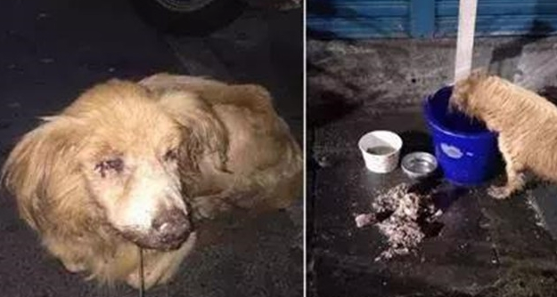导盲犬被遗弃垃圾堆旁,口腔癌已无法进食,好在有人及时伸出援手