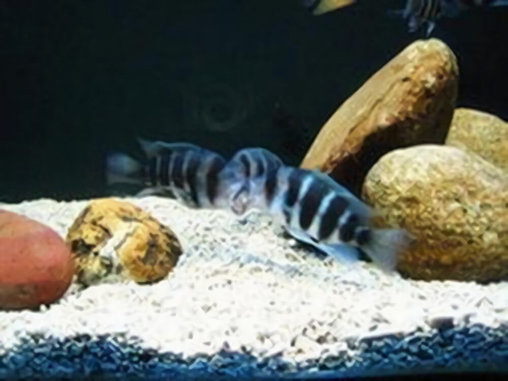 短鼻六间鱼身份信息