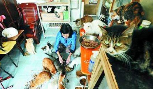 38平小屋养90只流浪猫狗 郭奶奶扛不住了