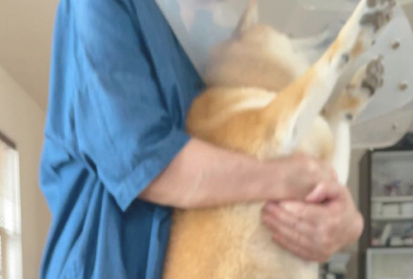 主人想给柴犬涂药,它却拼了命挣脱不肯接纳,神情兴奋到模糊不清了!