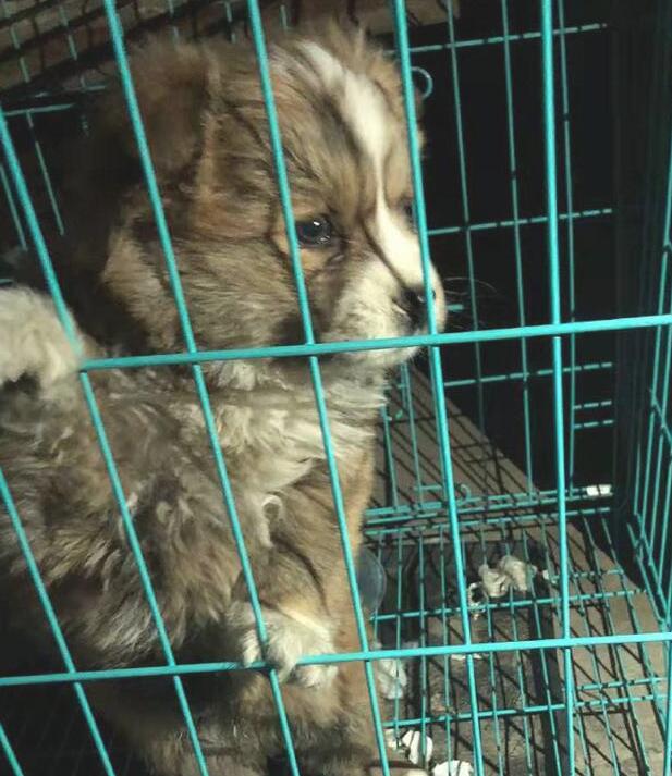 小奶狗被摆摊大叔留到马路边,获知这是个流浪狗,女生这一下心痛了