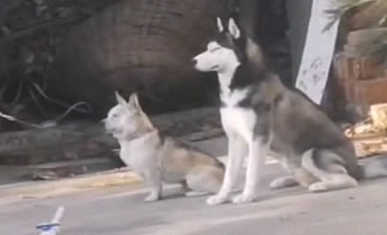 自打我们家二哈返乡下了,老家的土狗就异常了,这也是给带歪了?