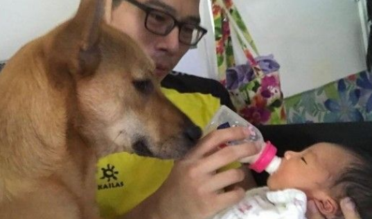 超温馨!怀孕养宠没问题 狗姐姐暖心爱宝宝