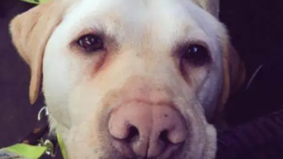 导盲犬搭扶梯,却遭到乘客嫌弃挡路,站务员这个做法令人赞叹