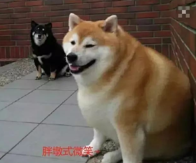 外出把柴犬交给老妈养,回来看到后,网友:这是要向我看齐吗?