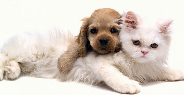 动物狗和猫的欢乐时光 | 融化的爱:可爱狗狗和萌猫的快乐生活