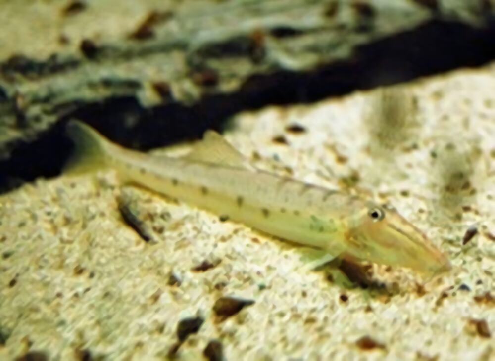 青苔鼠鱼身份信息