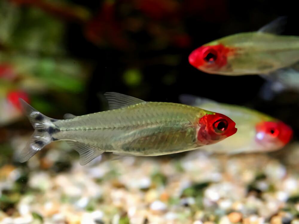 红鼻剪刀身份信息