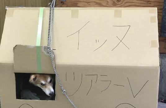 狗狗两次被遗弃,医生领养一年后,明白了原因