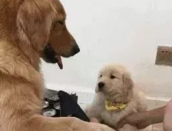 小金毛犯错,狗妈妈让它把屁股撅起来挨打,主人看见笑喷了!