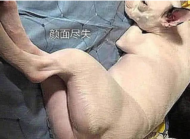 主人不听劝,强行给狗狗剃毛,看到最终效果,面子上挂不住了