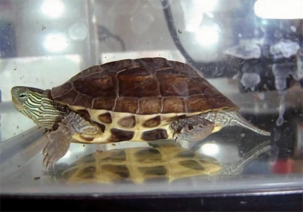 中华花龟身份信息