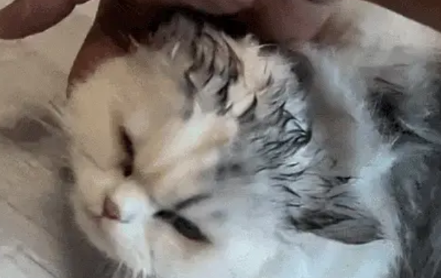 救命!狗子把猫舔成“芒果核”冲上热搜