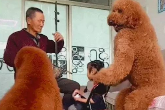 网友养的两只巨型贵宾犬,坐着都比人高还壮实,这是要成精了吗?