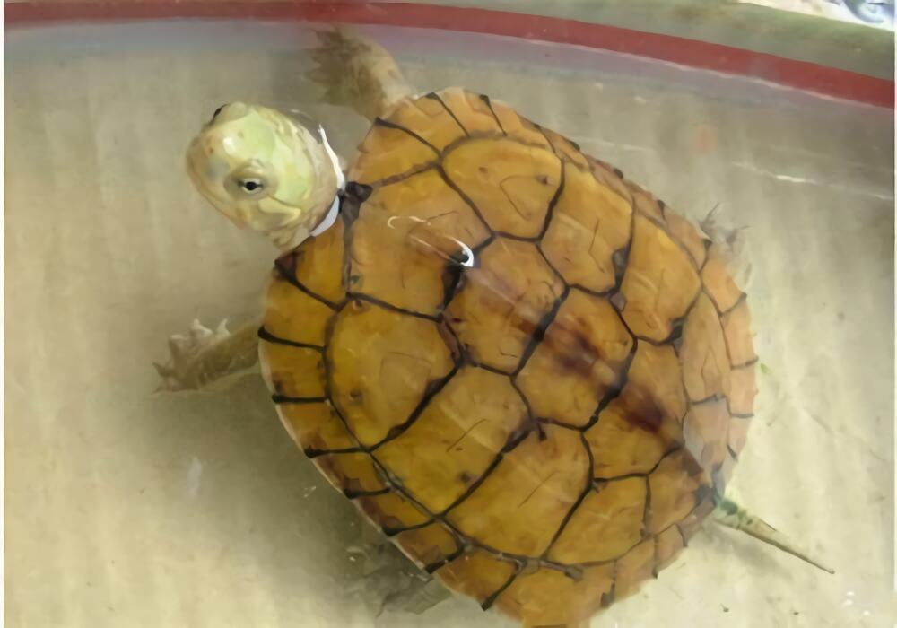 黄喉拟水龟身份信息