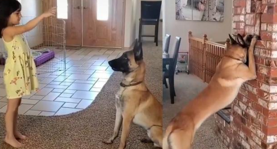 狗狗陪小主人躲猫猫,竟然低头乖乖默数还偷看?离成精不远了