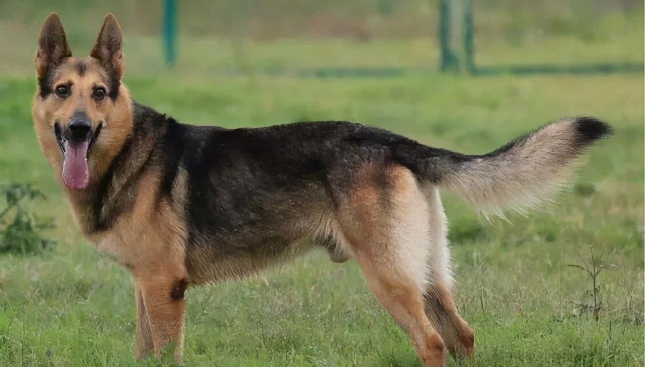 全世界公认5大“出色警犬”,中国犬种榜上有名