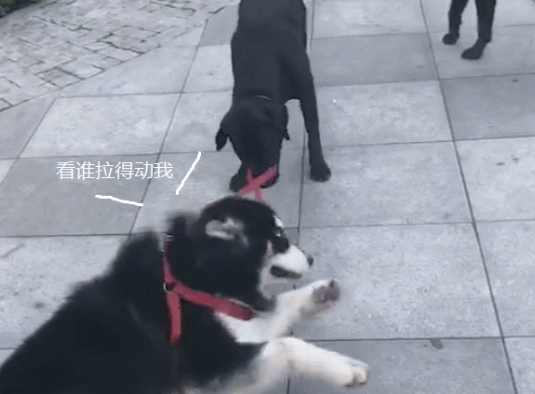 二哈赖地面上不愿回家,被伙伴强制拉回家,狗:别丢狗了