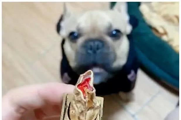 狗狗异常安静,那就一定是在作妖,那只傻狗你给我住嘴!