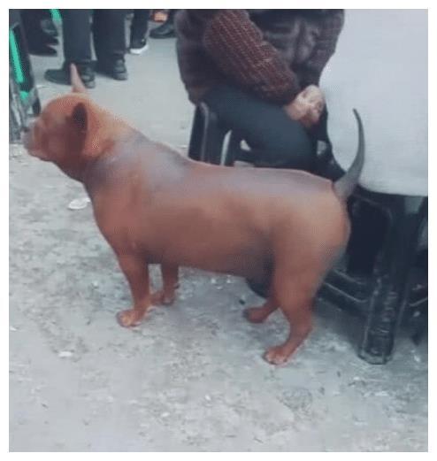 路边遇到一只脆皮狗，外焦里嫩，看着很好吃，动起来后扎心了