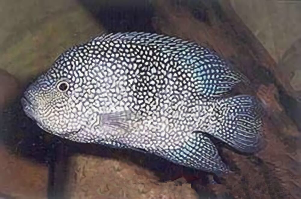 德州豹身份信息