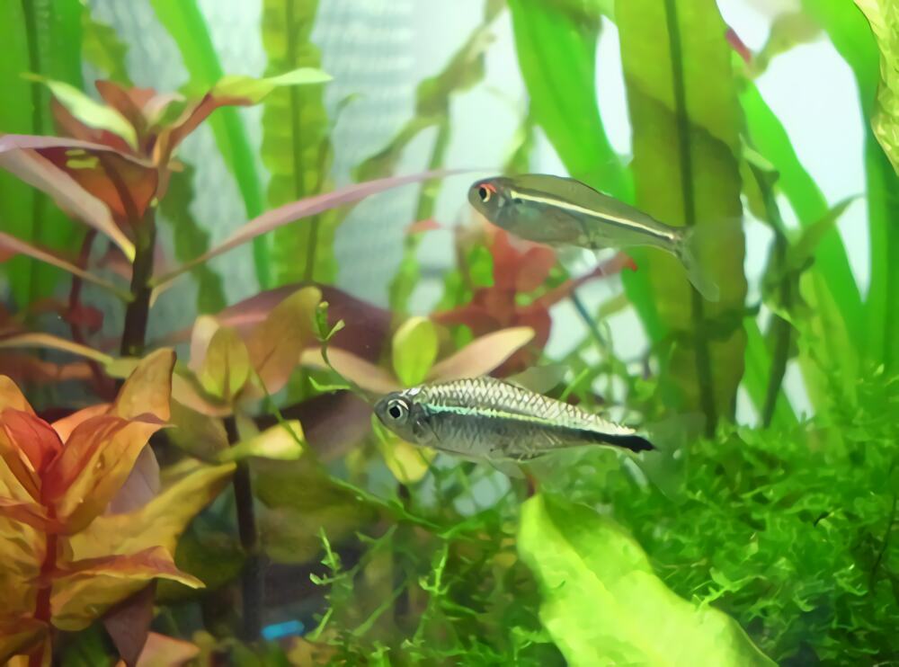 黄金灯鱼身份信息