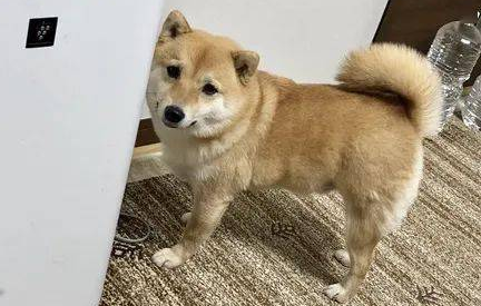 柴犬养了5年总觉得哪儿不对劲,結果过路人一句话,笑喷了!